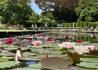 3 LILY POND, BODNANT GARDENS WALES.jpg